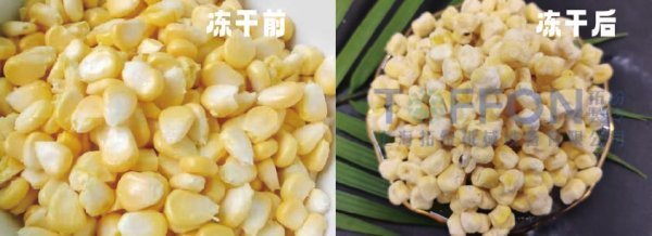 凍干技術鎖住玉米的鮮美與營養